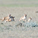 Swift Fox