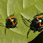 Shield Bugs, Nymphs