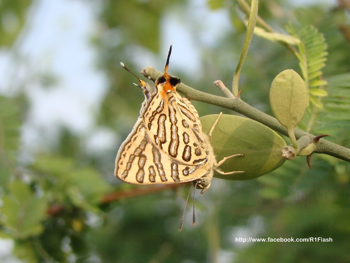 Common Silverline Butterfly