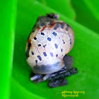 Giant African Land Snail (Juveniles)