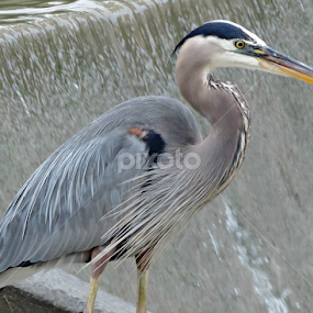 Heron on the Concho River by Christie Chambers - Animals Birds