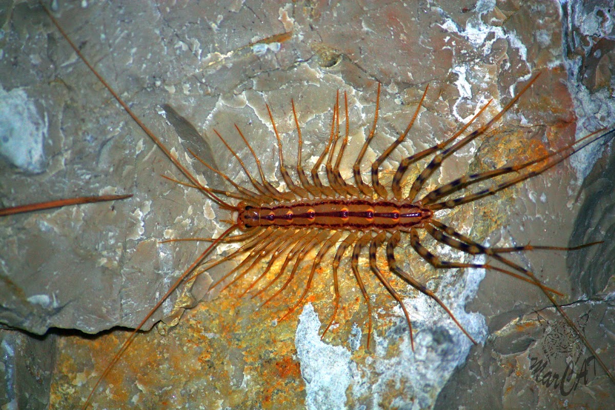 House centipede - Strašník dalmatský