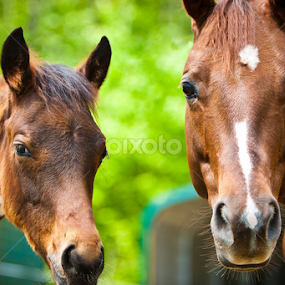 Momma Horse And Her Colt by Joe Boyle - Animals Other Mammals