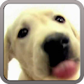 DOG SCREEN CLEANER LWP FREE Apk