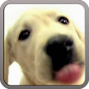 DOG SCREEN CLEANER LWP FREE 1.2 Icon