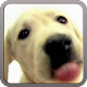 DOG SCREEN CLEANER LWP FREE APK