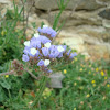wavyleaf sea-lavender