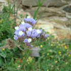 wavyleaf sea-lavender