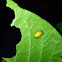 Twelve-spotted Melon Beetle (larvae)