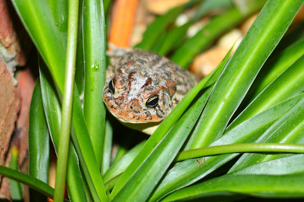 Southern Toad | Project Noah