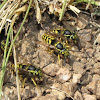 Western Yellowjacket (workers)