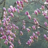 Magnolia x soulangeana - pink