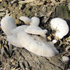 Split Gill   Mushroom