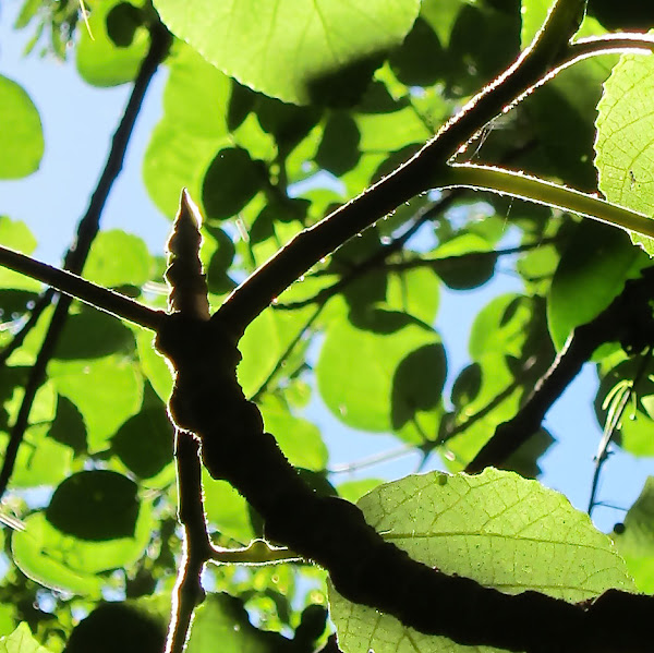 Giant Stinging Tree Project Noah