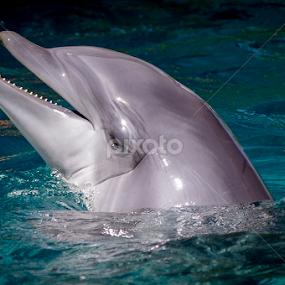 by Victor Martin - Animals Other Mammals