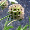Pin Cushion Flower
