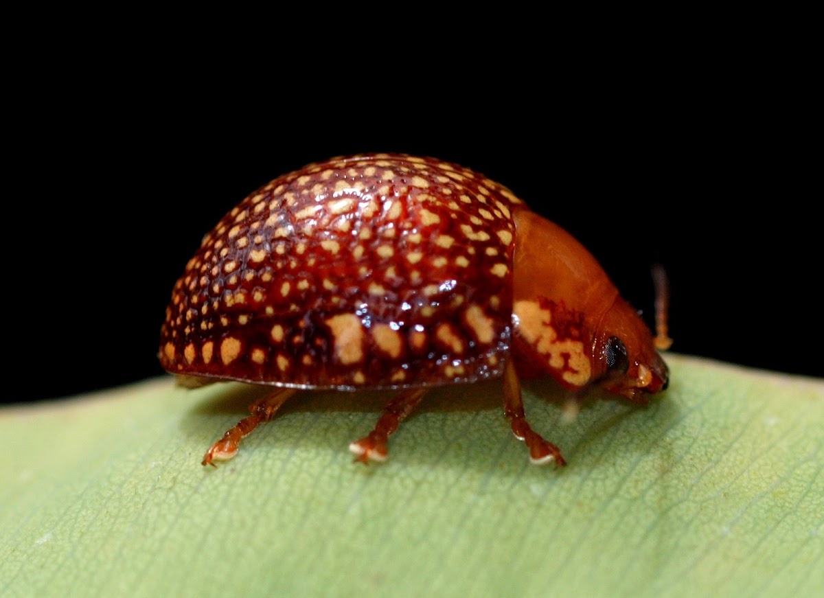 Dotted-lines Leaf Beetle