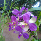 Orchid (Spathoglottis)