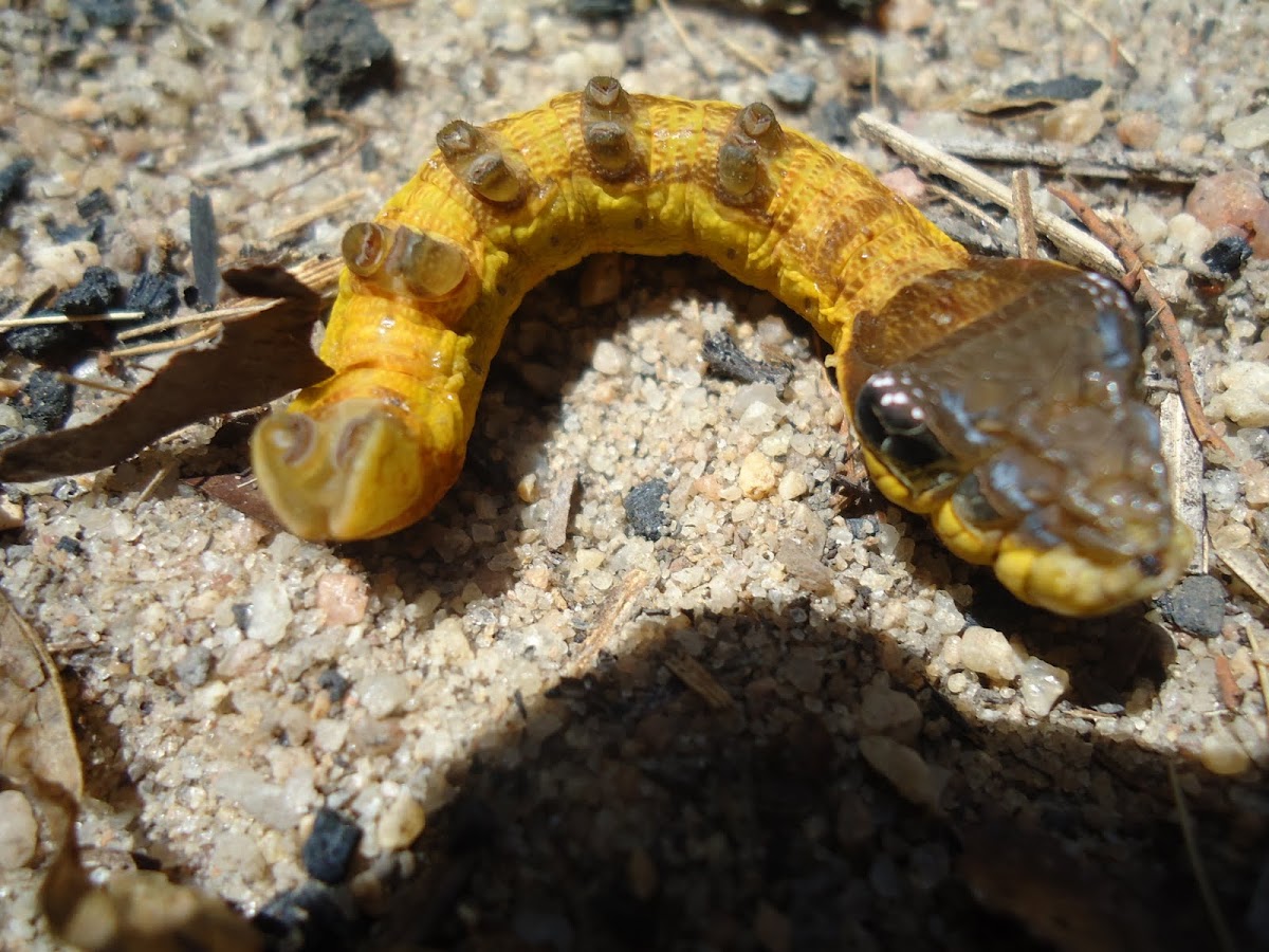Snake-caterpillar