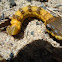 Snake-caterpillar