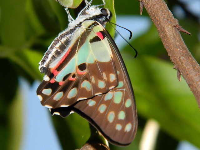Graphium Butterfly