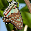 Graphium Butterfly