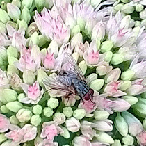 Insect landscape of Washington Market Park in NYC