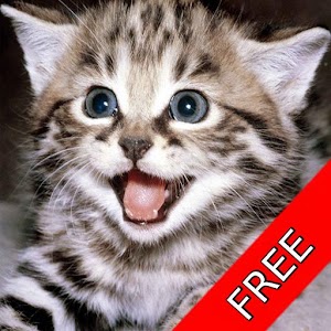 Download Cat  and Kitten Fun Meow  Sounds APK to PC 