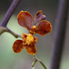 Cyrtochilum orchid