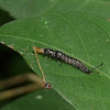 Ground Beetle larvae