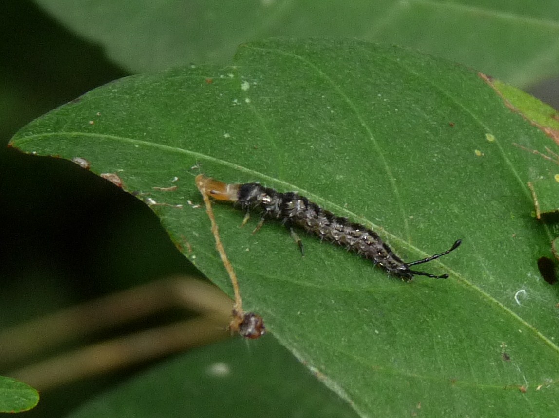 Ground Beetle larvae