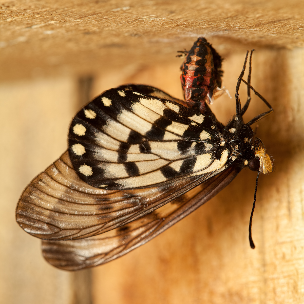 Australian Glasswing