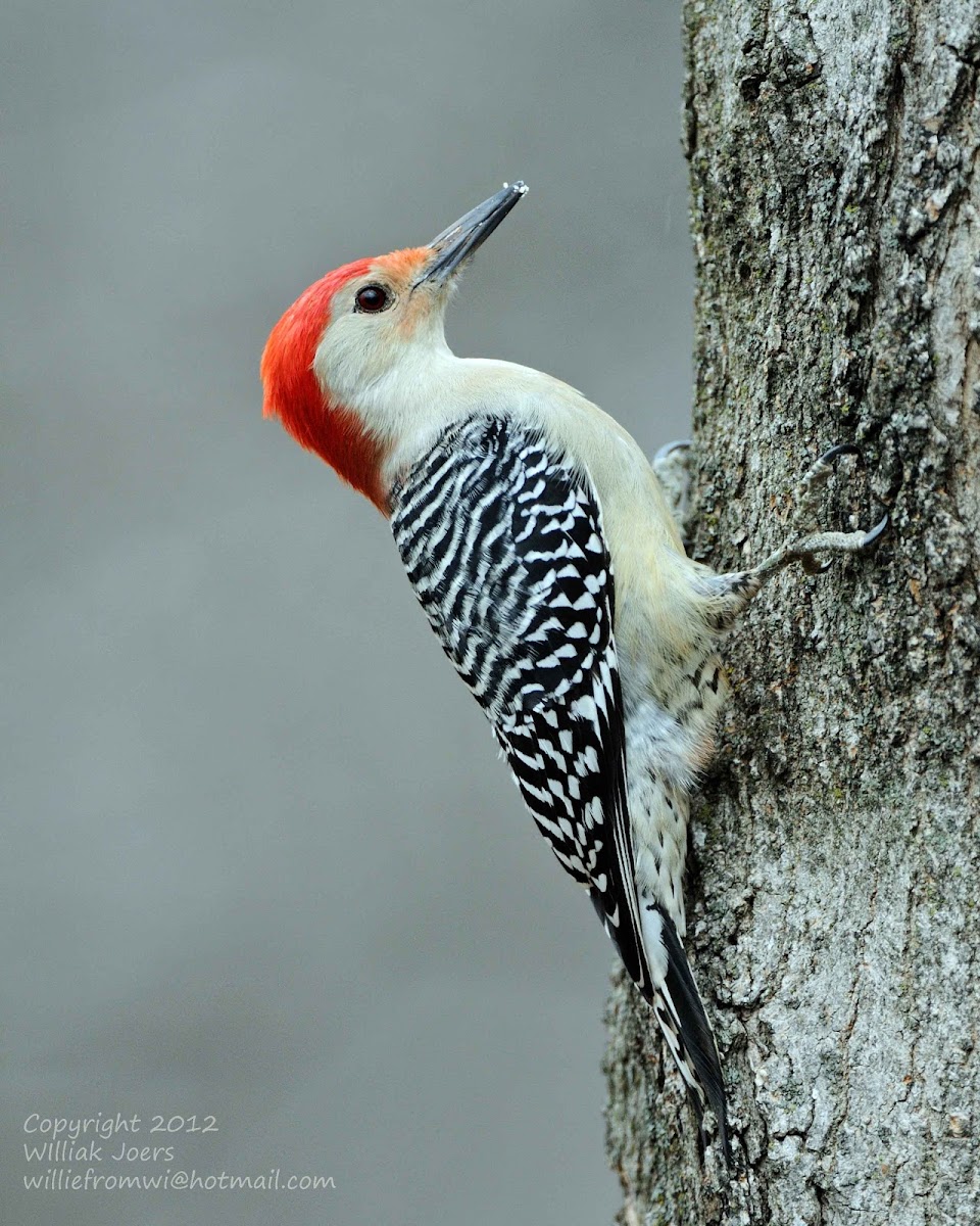 Red-bellied Woodpecker