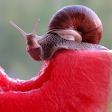 Snails Live Wallpaper logo
