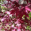 Japanese Red Maple