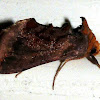 Unspotted Looper Moth