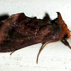 Unspotted Looper Moth
