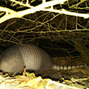 Nine-banded Armadillo