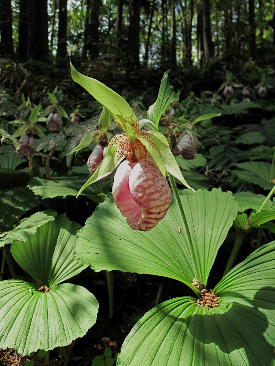 Japanese Lady's Slipper Orchid - Kumagaiso