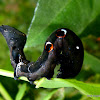 Fruit Piercing Moth