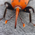 red palm weevil