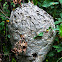 Bald Face Hornet Nest
