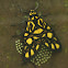 Yellow Tiger Moth
