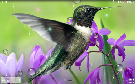 免費下載個人化APP|Hummingbirds Live Wallpaper app開箱文|APP開箱王