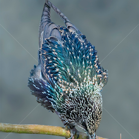 Common starling by Prasanna AV - Animals Birds