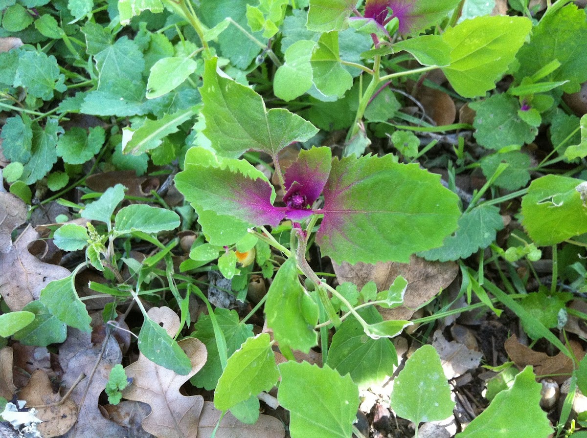 Magenta Spreen Lambsquarters