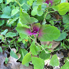 Magenta Spreen Lambsquarters