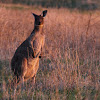 Western Grey Kangaroo