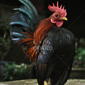 hen of  malay archipelago by Justani Joni - Animals Birds