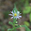 Crooked-stem Aster